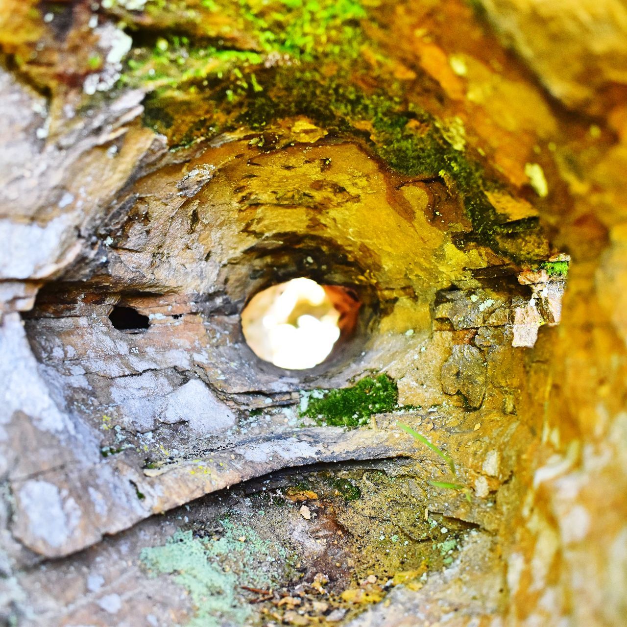 close-up, tree trunk, textured, trunk, no people, backgrounds, full frame, selective focus, plant, hole, tree, plant bark, day, outdoors, rough, nature, pattern, growth, weathered, moss, lichen