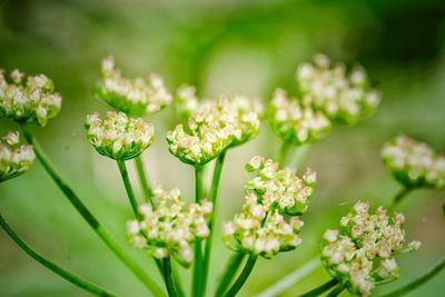 Close-up of flowers