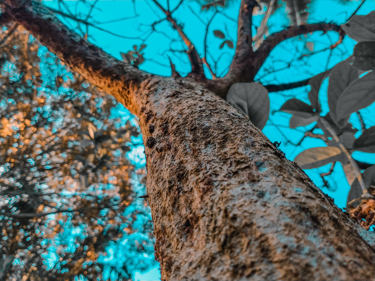 tree, plant, tree trunk, trunk, branch, nature, leaf, low angle view, blue, no people, day, spring, growth, outdoors, flower, autumn, focus on foreground, beauty in nature, green, forest, sky, plant bark, plant part, tranquility, land, bare tree, close-up