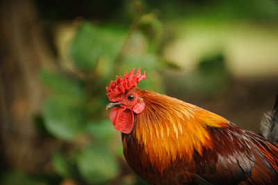 Close-up of rooster