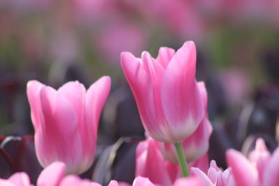 Close-up of pink tulips