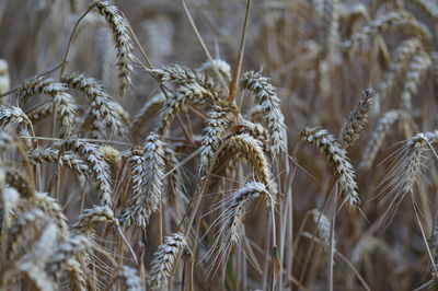 Close-up of stalks in field