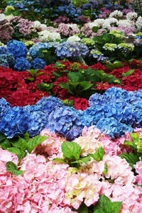 High angle view of pink flowering plants