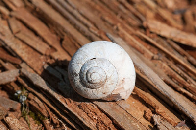 Close-up of snail on wood