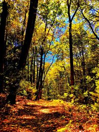 Trees in forest