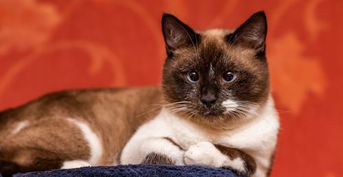 Close-up portrait of cat relaxing at home