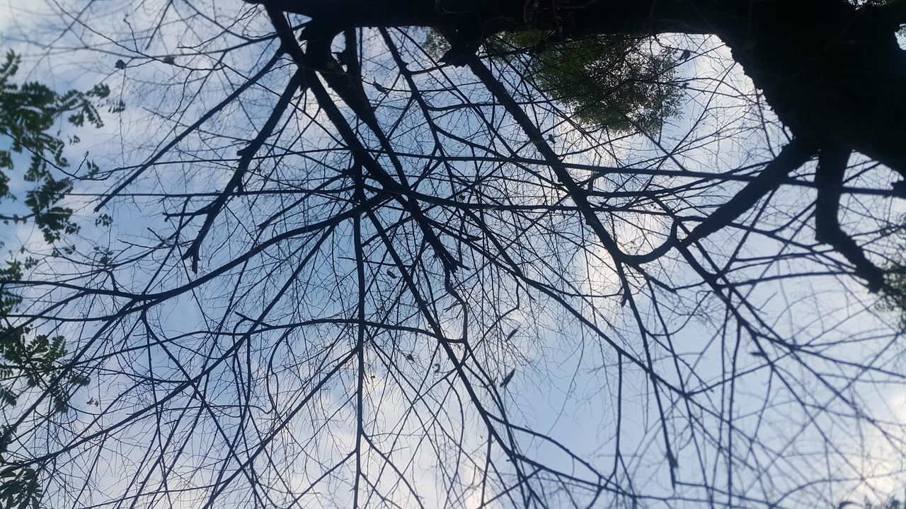 LOW ANGLE VIEW OF SILHOUETTE TREE AGAINST SKY