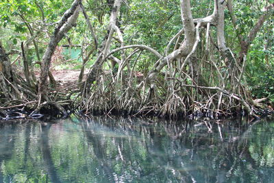 Reflection of trees in river