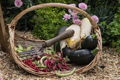 View of flowering plants in basket