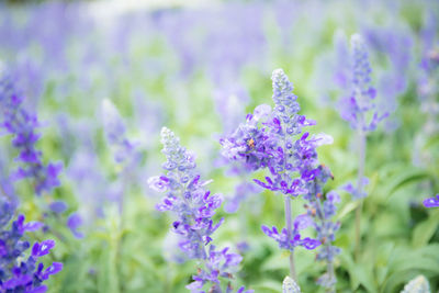 Close-up of purple flowering plants on field