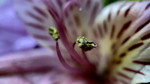 Close-up of insect on purple flower