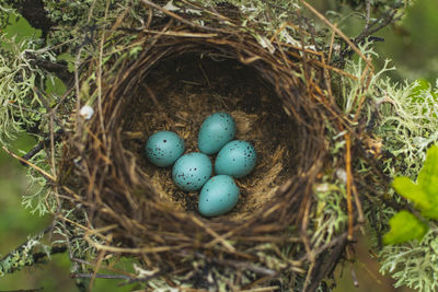 High angle view of eggs in nest