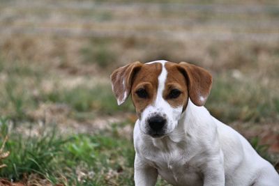 Close-up of puppy sitting on field