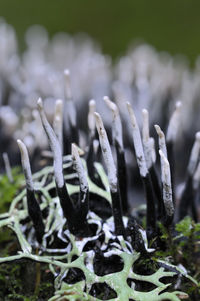 Close-up of plants on field during winter