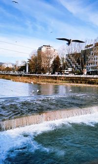 Birds flying over river in city against sky