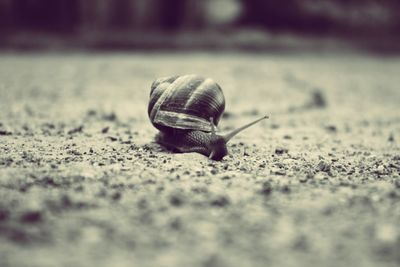 Close-up of snail on ground