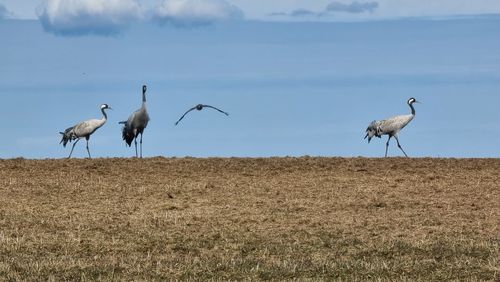 Birds on field