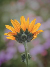 Close-up of yellow flower