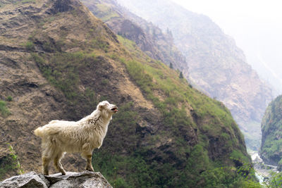 View of sheep standing on rock