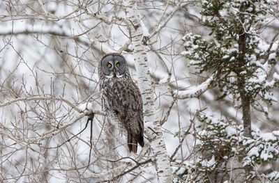 Close-up of owl perching on tree during winter