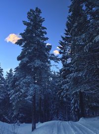 Scenic view of snow covered landscape