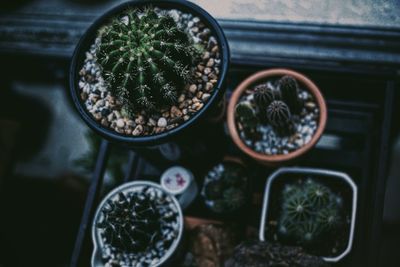 High angle view of potted plants