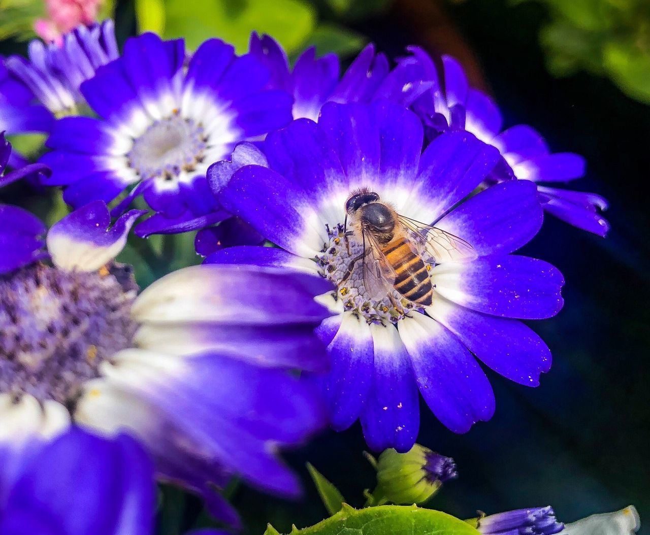 CLOSE-UP OF INSECT POLLINATING ON PURPLE FLOWER