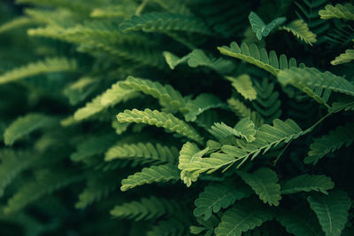 High angle view of leaves on plant