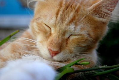 Close-up of cat