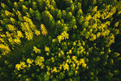 Aerial view of green alpine forest. drone shoot. sunset shadows