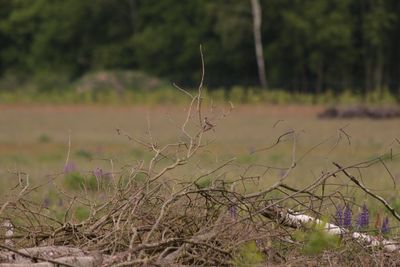 Plants growing in the background