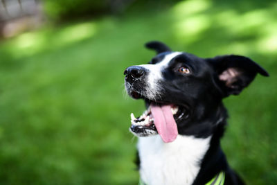 Close-up of dog looking away outdoors