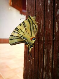 Close-up of butterfly on wood