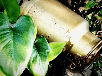 High angle view of plant in water