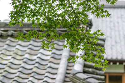 Close-up of bird against plants