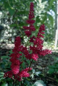Close-up of red flowering plants