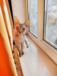 Portrait of cat sitting on window