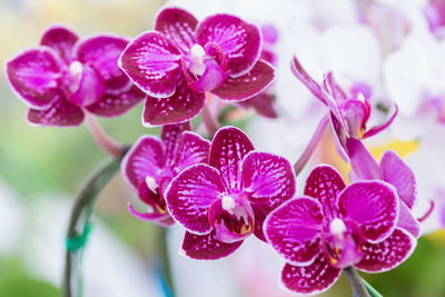 Close-up of wet pink flowers