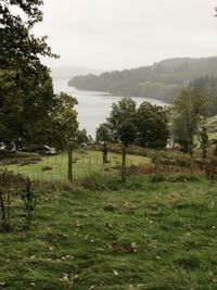 Trees on field against sky