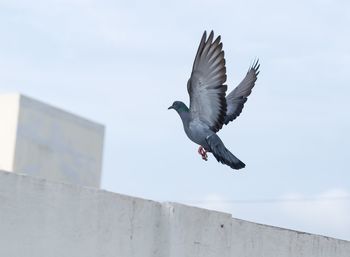 Low angle view of pigeon taking off 