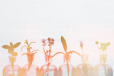 Close-up of plants in vase against white background