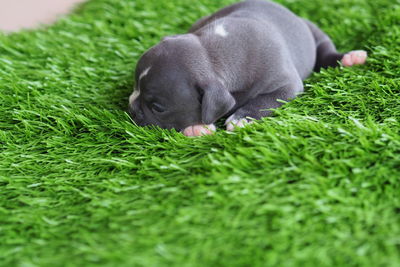 Dog resting in a field