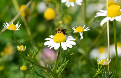 Close-up of bee pollinating on yellow flower