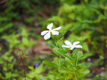 Close-up of white flowers blooming outdoors