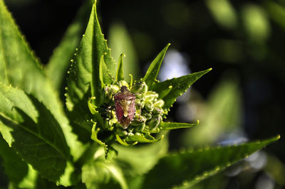 Close-up of flowering plant