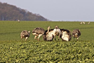 Rheas on green field against clear sky