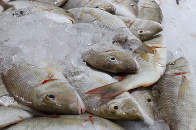 High angle view of fish for sale in market