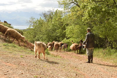 Rear view of horses standing on field