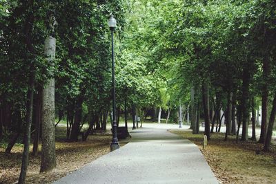 Scenic view of trees in forest