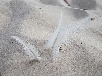 High angle view of feather on beach